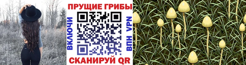 Галлюциногенные грибы MAGIC MUSHROOMS  где купить   Новохопёрск 